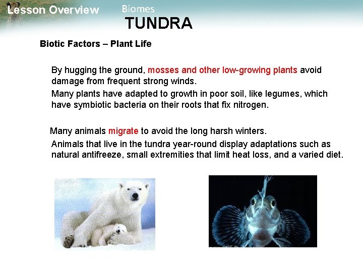 Lesson Overview Biomes TUNDRA Biotic Factors – Plant Life By hugging the ground, mosses