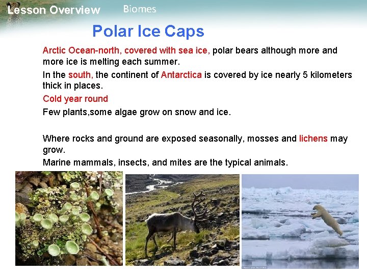 Lesson Overview Biomes Polar Ice Caps Arctic Ocean-north, covered with sea ice, polar bears