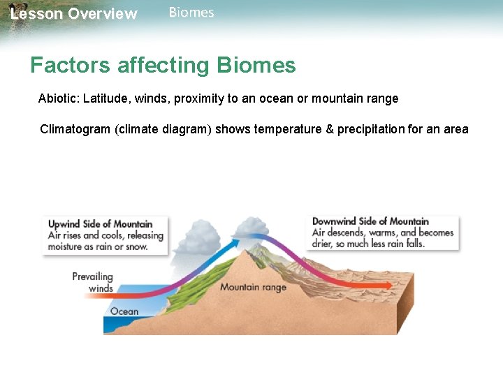 Lesson Overview Biomes Factors affecting Biomes Abiotic: Latitude, winds, proximity to an ocean or