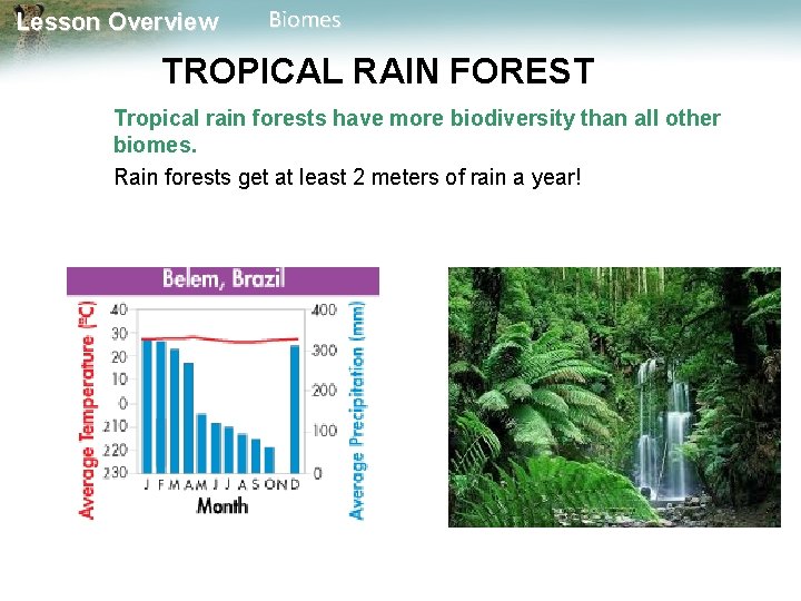Lesson Overview Biomes TROPICAL RAIN FOREST Tropical rain forests have more biodiversity than all