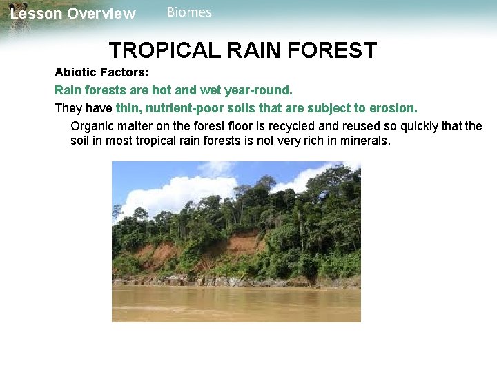 Lesson Overview Biomes TROPICAL RAIN FOREST Abiotic Factors: Rain forests are hot and wet