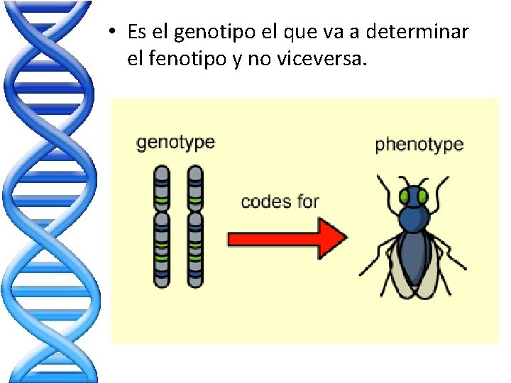 • Es el genotipo el que va a determinar el fenotipo y no • Es el genotipo el que va a determinar el fenotipo y no
