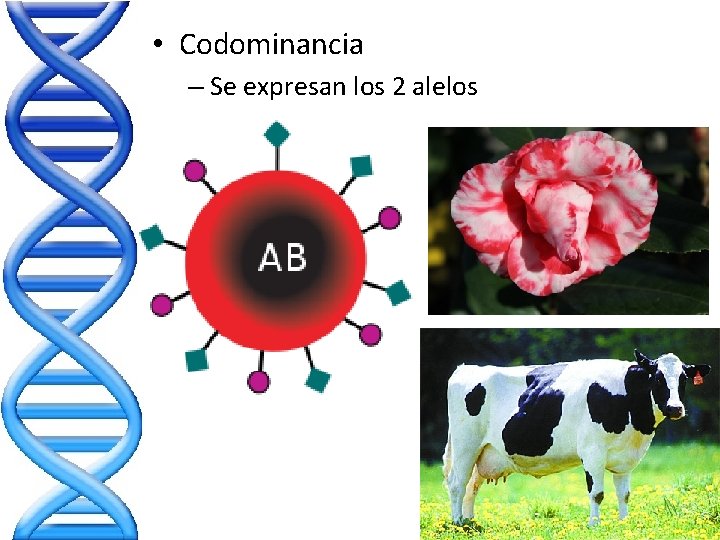 • Codominancia – Se expresan los 2 alelos • Codominancia – Se expresan los 2 alelos