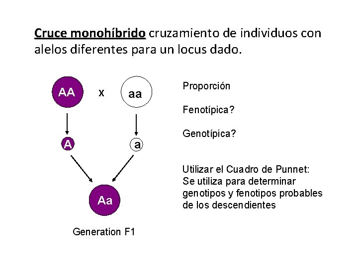 Cruce monohíbrido cruzamiento de individuos con alelos diferentes para un locus dado. AA X Cruce monohíbrido cruzamiento de individuos con alelos diferentes para un locus dado. AA X