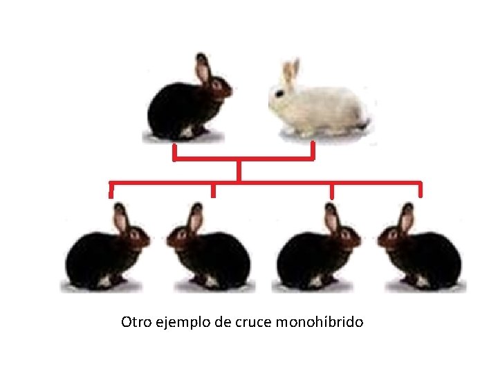 Otro ejemplo de cruce monohíbrido Otro ejemplo de cruce monohíbrido