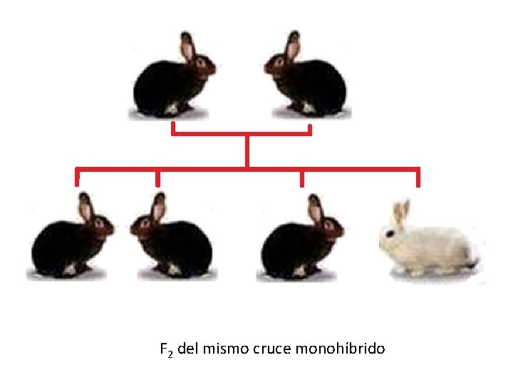 F 2 del mismo cruce monohíbrido F 2 del mismo cruce monohíbrido