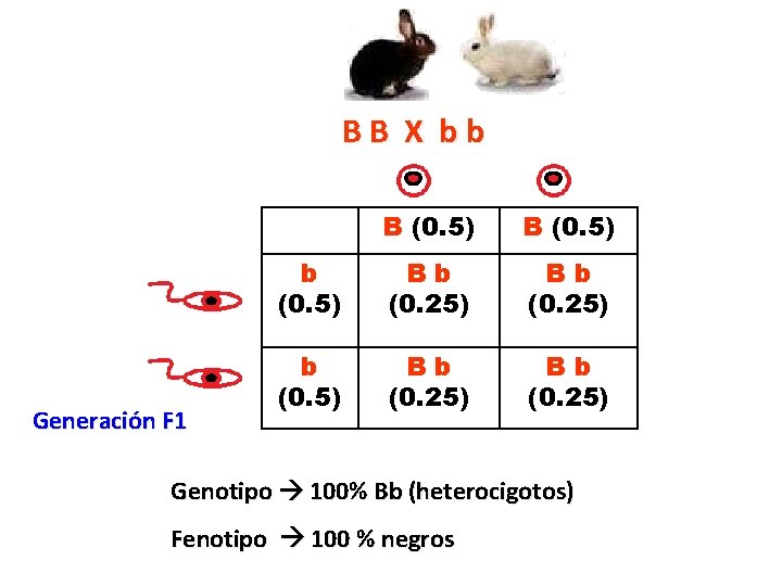 BB X bb Generación F 1 B (0. 5) b (0. 5) Bb (0. BB X bb Generación F 1 B (0. 5) b (0. 5) Bb (0.