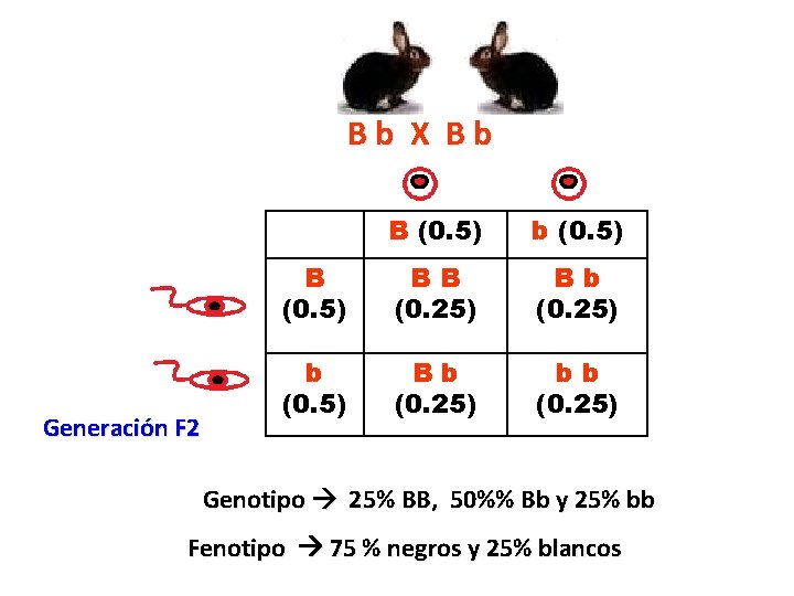 Bb X Bb Generación F 2 B (0. 5) b (0. 5) BB (0. Bb X Bb Generación F 2 B (0. 5) b (0. 5) BB (0.