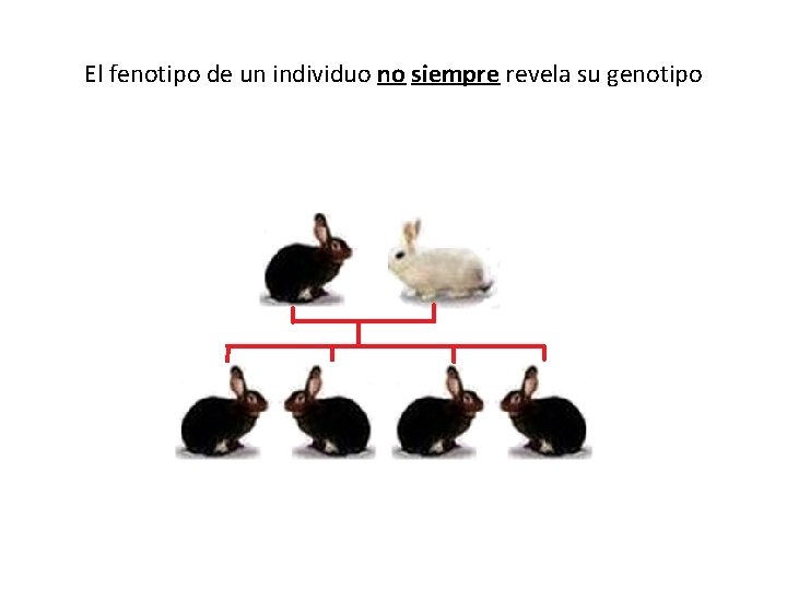 El fenotipo de un individuo no siempre revela su genotipo El fenotipo de un individuo no siempre revela su genotipo