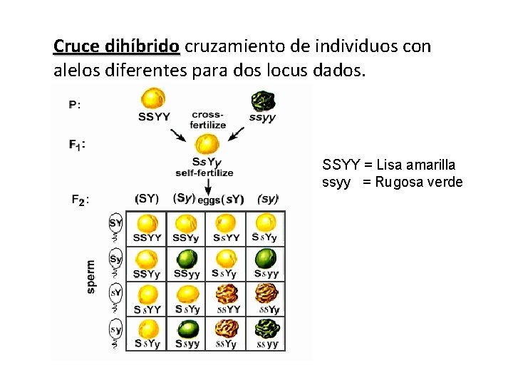 Cruce dihíbrido cruzamiento de individuos con alelos diferentes para dos locus dados. SSYY = Cruce dihíbrido cruzamiento de individuos con alelos diferentes para dos locus dados. SSYY =