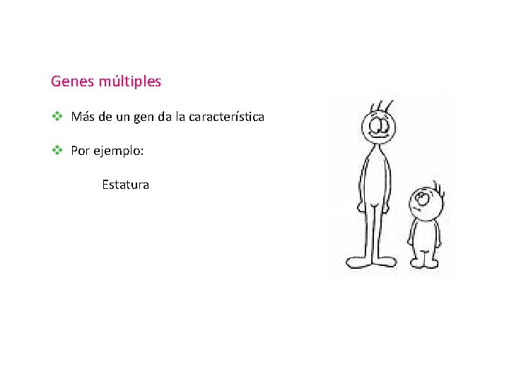 Genes múltiples v Más de un gen da la característica v Por ejemplo: Estatura Genes múltiples v Más de un gen da la característica v Por ejemplo: Estatura