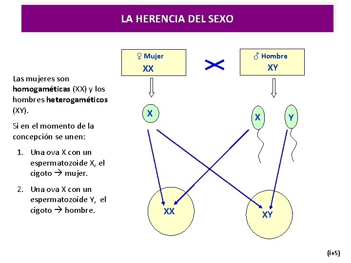 LA HERENCIA DEL SEXO Las mujeres son homogaméticas (XX) y los hombres heterogaméticos (XY). LA HERENCIA DEL SEXO Las mujeres son homogaméticas (XX) y los hombres heterogaméticos (XY).