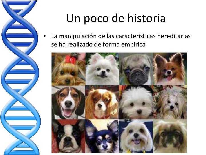 Un poco de historia • La manipulación de las características hereditarias se ha realizado Un poco de historia • La manipulación de las características hereditarias se ha realizado