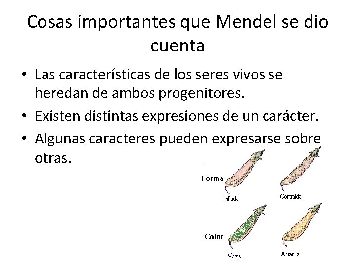Cosas importantes que Mendel se dio cuenta • Las características de los seres vivos Cosas importantes que Mendel se dio cuenta • Las características de los seres vivos