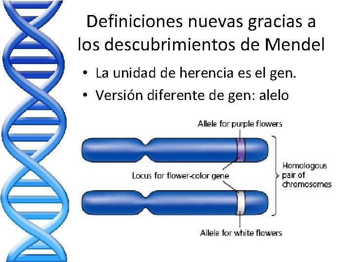 Definiciones nuevas gracias a los descubrimientos de Mendel • La unidad de herencia es Definiciones nuevas gracias a los descubrimientos de Mendel • La unidad de herencia es
