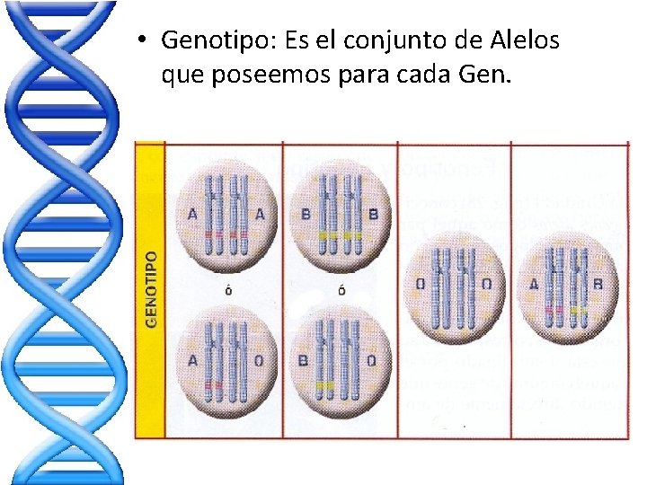 • Genotipo: Es el conjunto de Alelos que poseemos para cada Gen. • Genotipo: Es el conjunto de Alelos que poseemos para cada Gen.