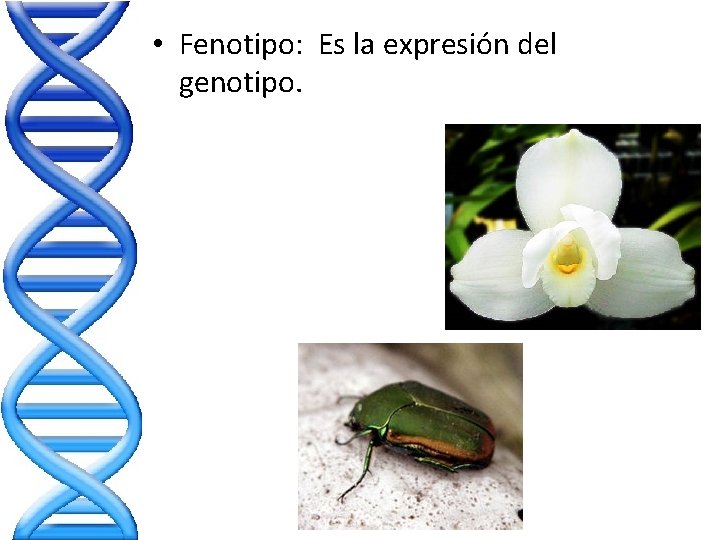 • Fenotipo: Es la expresión del genotipo. • Fenotipo: Es la expresión del genotipo.