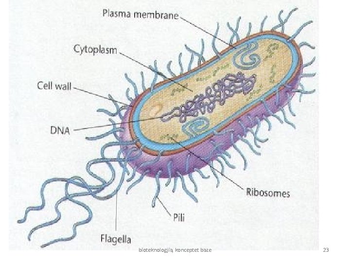 bakteri bioteknologjia, konceptet baze 23 