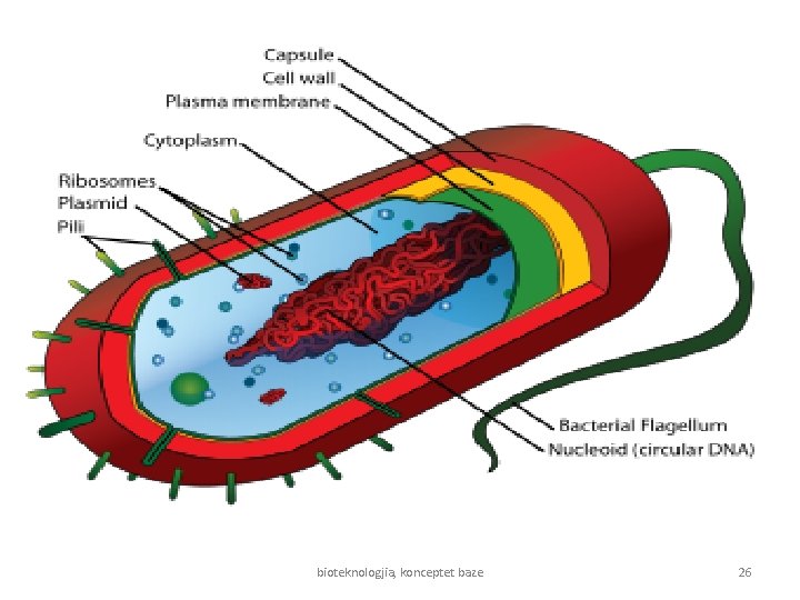 bioteknologjia, konceptet baze 26 