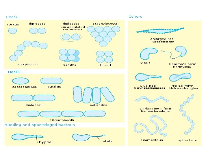 bioteknologjia, konceptet baze 27 