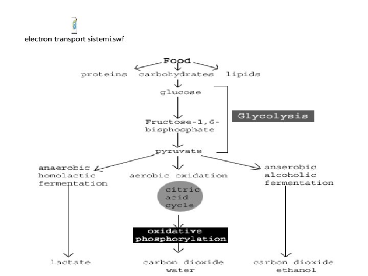 bioteknologjia, konceptet baze 29 