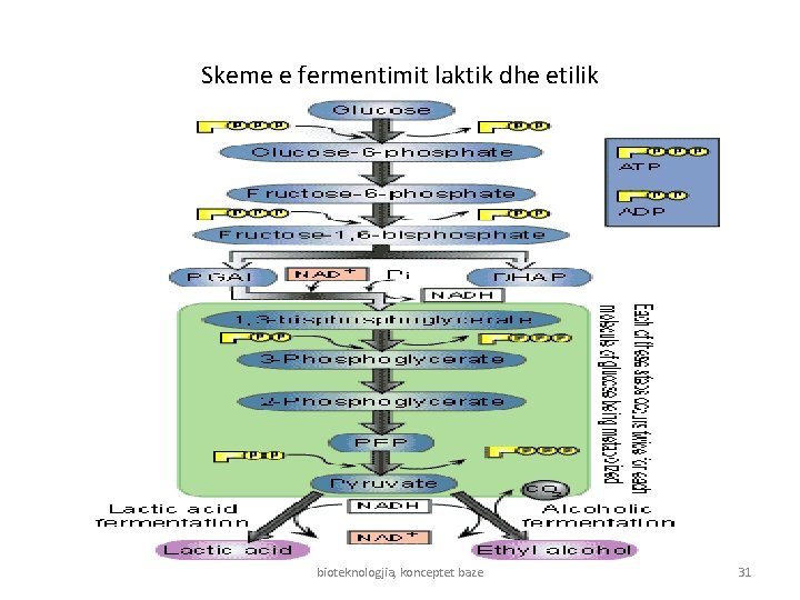 Skeme e fermentimit laktik dhe etilik bioteknologjia, konceptet baze 31 