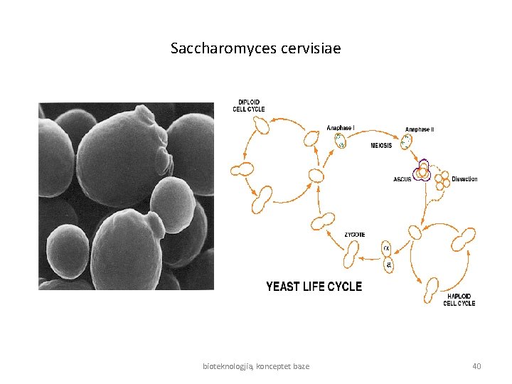 Saccharomyces cervisiae bioteknologjia, konceptet baze 40 