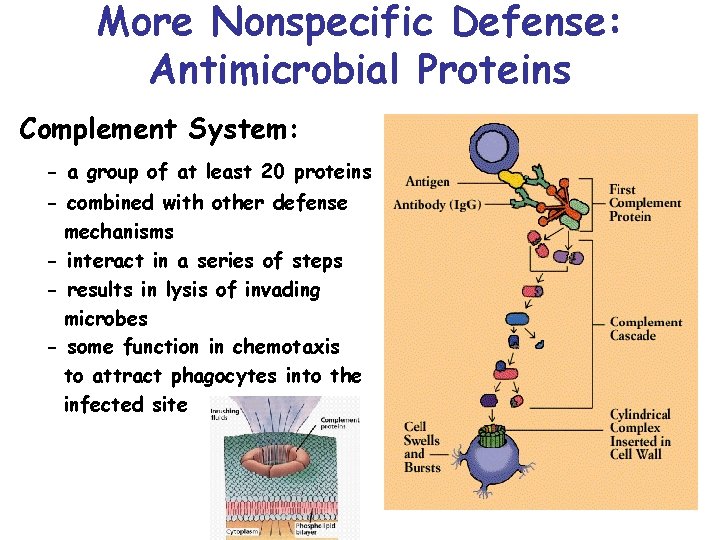 More Nonspecific Defense: Antimicrobial Proteins Complement System: - a group of at least 20