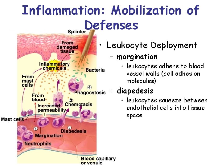 Inflammation: Mobilization of Defenses • Leukocyte Deployment – margination • leukocytes adhere to blood