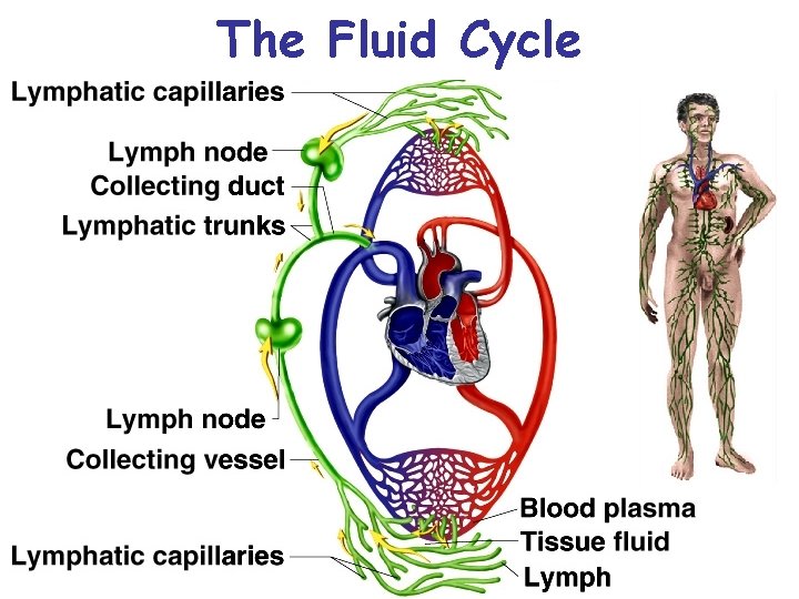 The Fluid Cycle 