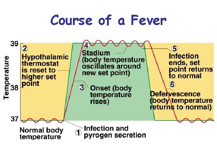 Course of a Fever 