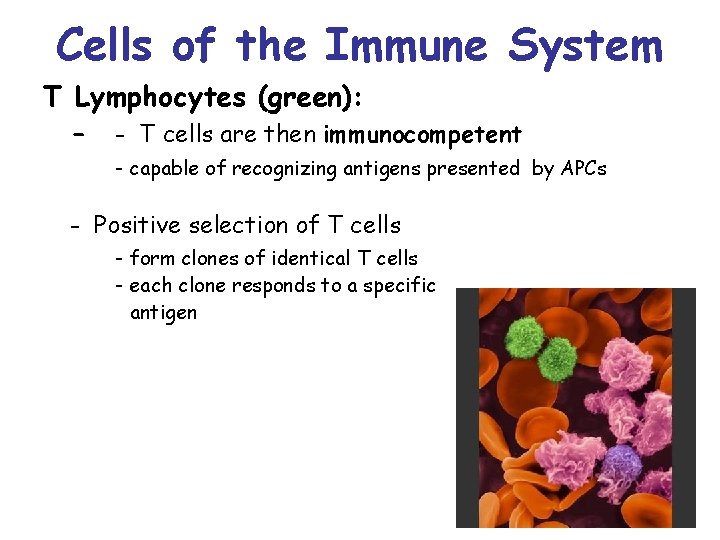 Cells of the Immune System T Lymphocytes (green): - - T cells are then
