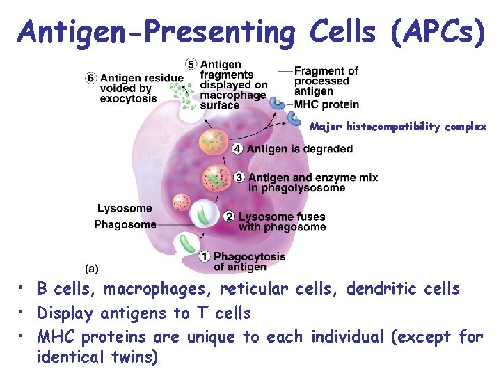 Antigen-Presenting Cells (APCs) Major histocompatibility complex • B cells, macrophages, reticular cells, dendritic cells