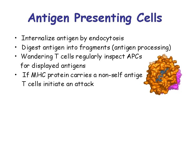 Antigen Presenting Cells • Internalize antigen by endocytosis • Digest antigen into fragments (antigen