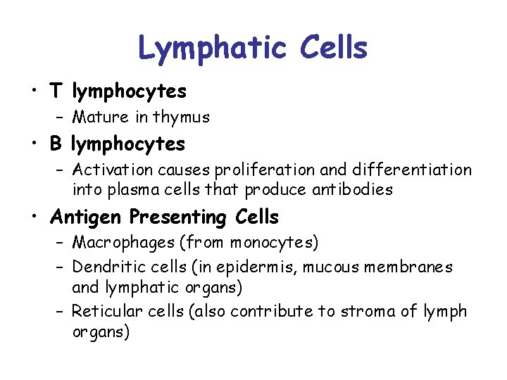 Lymphatic Cells • T lymphocytes – Mature in thymus • B lymphocytes – Activation