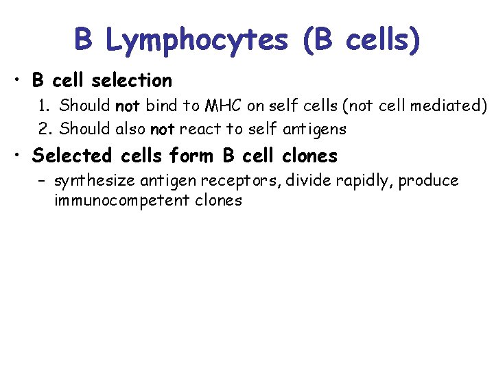 B Lymphocytes (B cells) • B cell selection 1. Should not bind to MHC