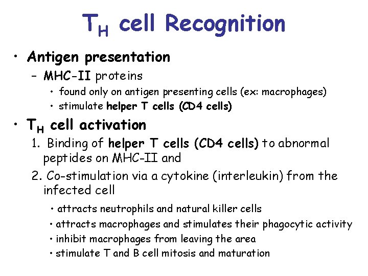 TH cell Recognition • Antigen presentation – MHC-II proteins • found only on antigen