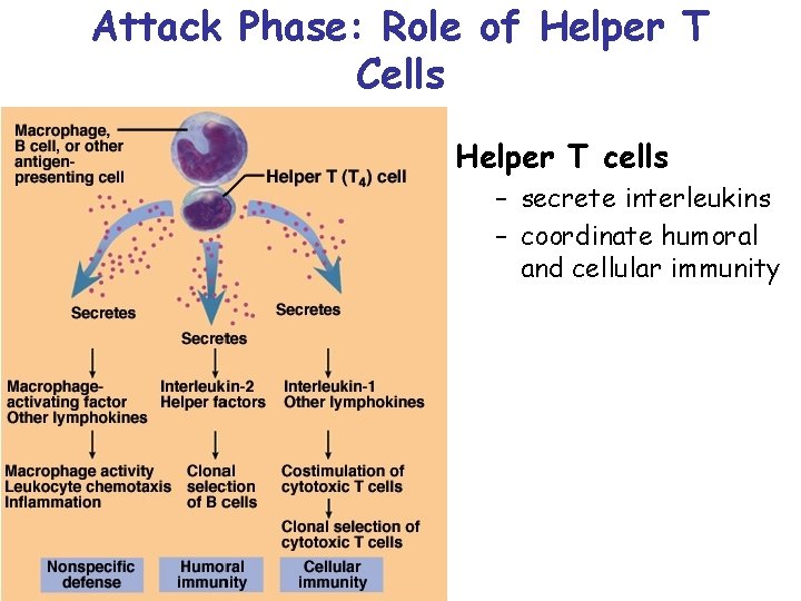 Attack Phase: Role of Helper T Cells Helper T cells – secrete interleukins –