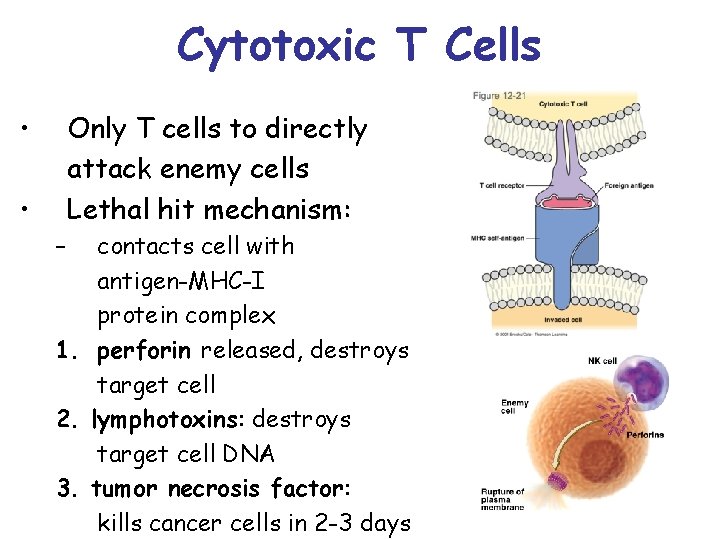 Cytotoxic T Cells • Only T cells to directly attack enemy cells Lethal hit