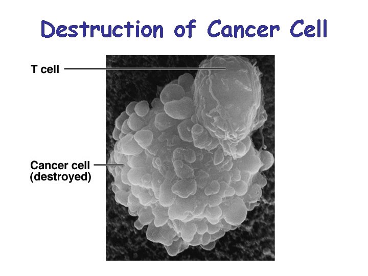 Destruction of Cancer Cell 