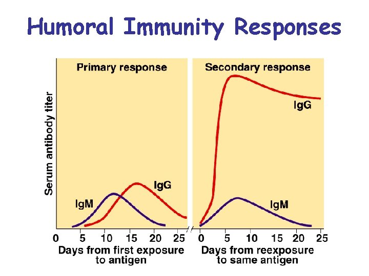 Humoral Immunity Responses 