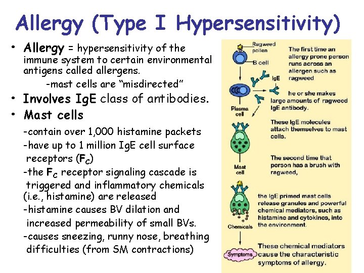 Allergy (Type I Hypersensitivity) • Allergy = hypersensitivity of the immune system to certain