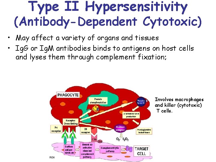 Type II Hypersensitivity (Antibody-Dependent Cytotoxic) • May affect a variety of organs and tissues