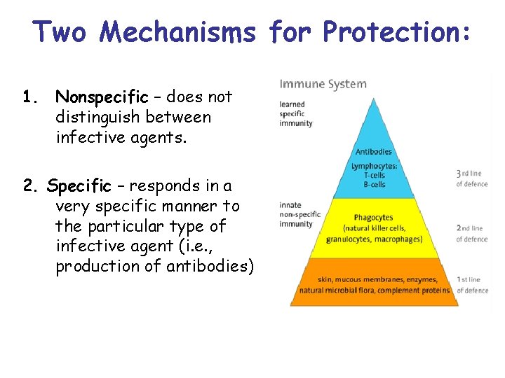 Two Mechanisms for Protection: 1. Nonspecific – does not distinguish between infective agents. 2.