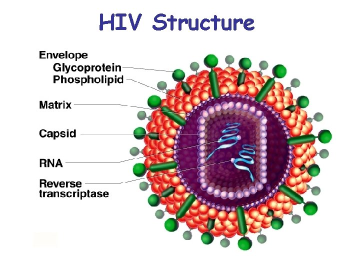 HIV Structure 
