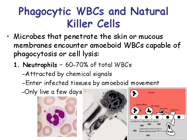 Phagocytic WBCs and Natural Killer Cells • Microbes that penetrate the skin or mucous