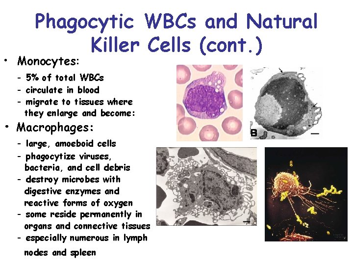 Phagocytic WBCs and Natural Killer Cells (cont. ) • Monocytes: - 5% of total