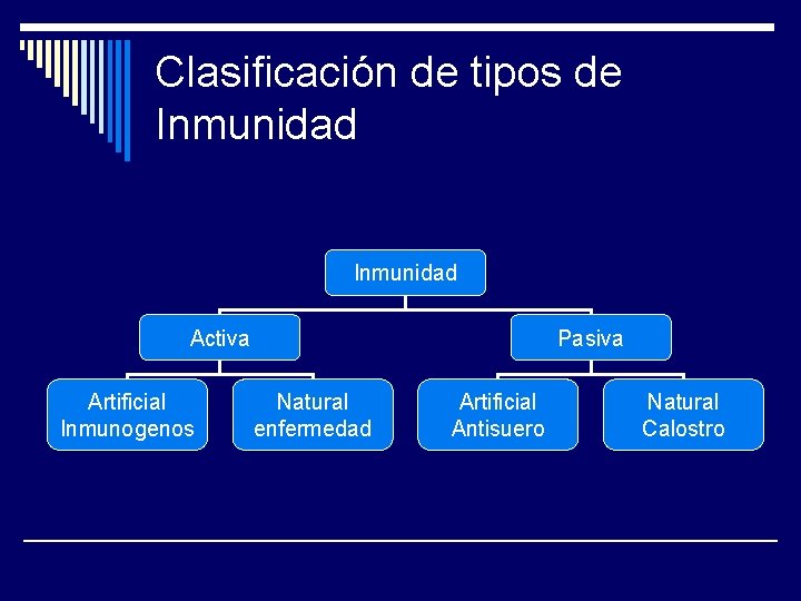 Clasificación de tipos de Inmunidad Activa Artificial Inmunogenos Pasiva Natural enfermedad Artificial Antisuero Natural