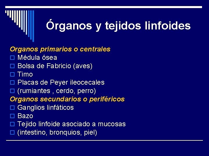 Órganos y tejidos linfoides Organos primarios o centrales o Médula ósea o Bolsa de