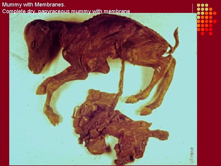 Mummy with Membranes. Complete dry, papyraceous mummy with membrane 